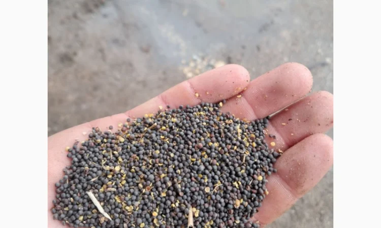 Продам ріпак - фото № 2