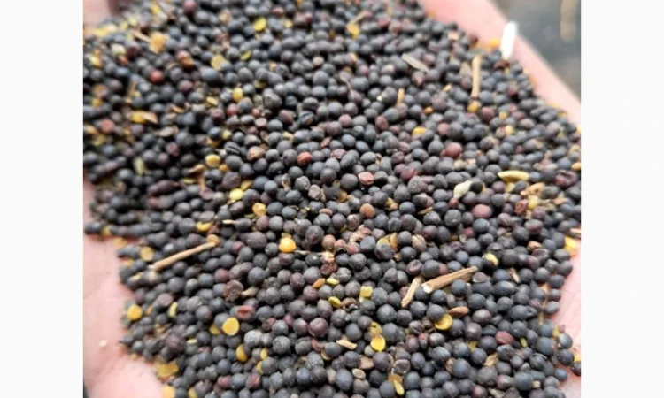 Продам ріпак - фото № 1