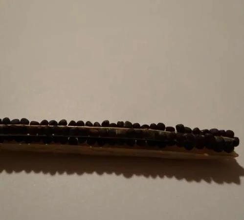 Семена рапса ROCKFORD, трансгенный озимый канадский сорт - фото № 1