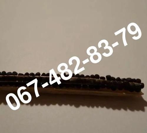 Продажа семян озимого рапса ROCKFORD по 300 грн/кг - фото № 1