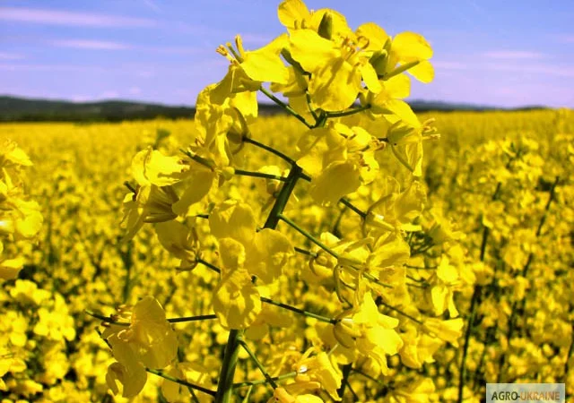 Семена рапса озимого - сорт Черный Велетень - фото № 1