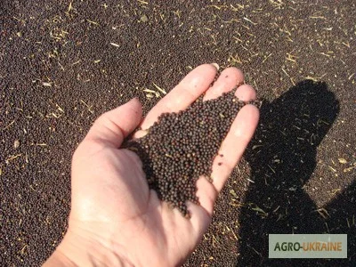 Купуємо ріпак - фото № 1