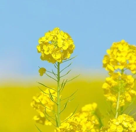 Живі» відходи ріпаку закуповую за готівку. Вся Україна - фото № 1