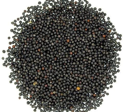 На постійній основі закуповуємо ріпак на умовах DAP - фото № 1