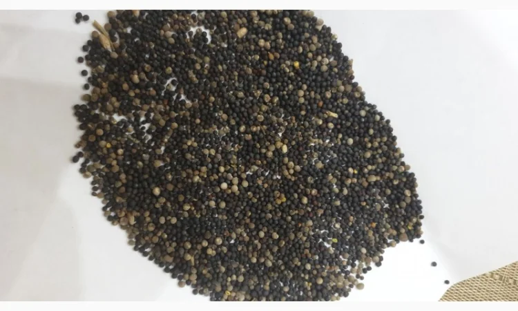 Продам рапс 65 т - фото № 1