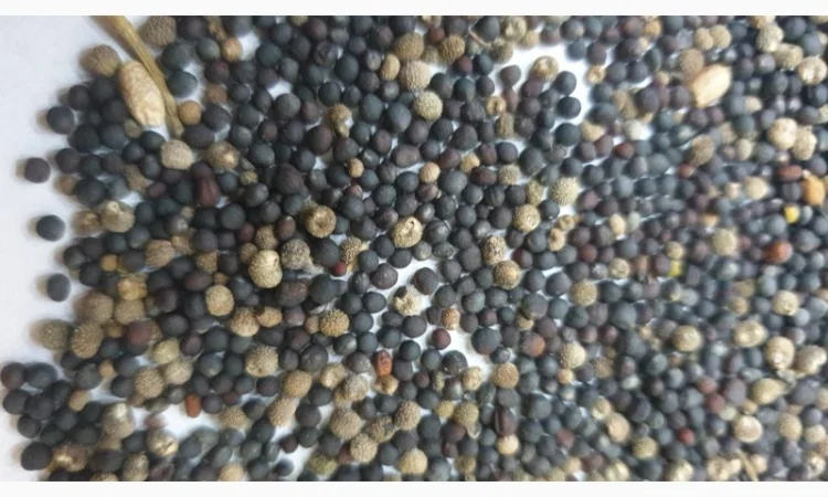 Продам рапс 65 т - фото № 2