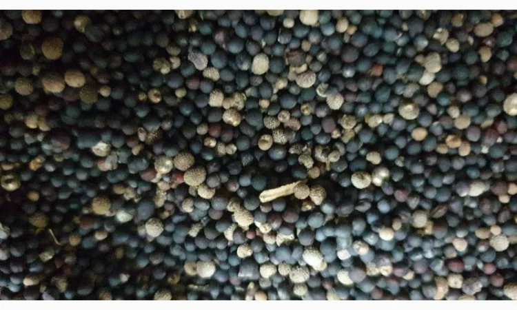 Продам рапс 65 т - фото № 3