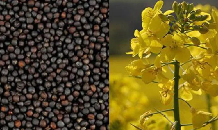 Куплю Ріпак оптом на експорт по всій Україні - фото № 1