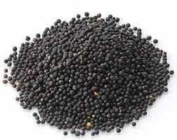 Продаємо ріпак не ГМО - фото № 1