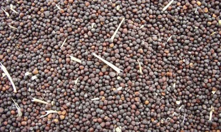 Куплю отходы рапса - фото № 1