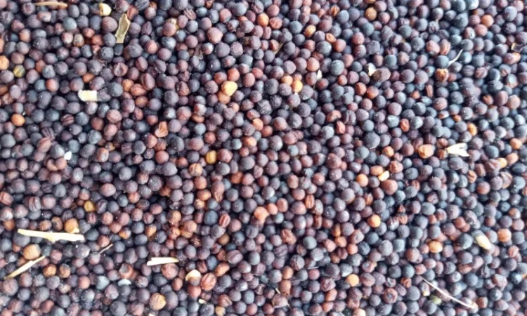 Закупаем Рапс Кременчуг - фото № 1