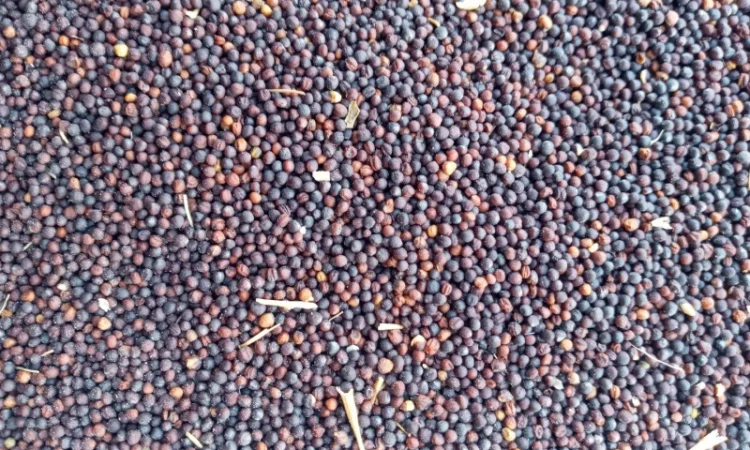 Закупаем Рапс Кременчуг - фото № 2