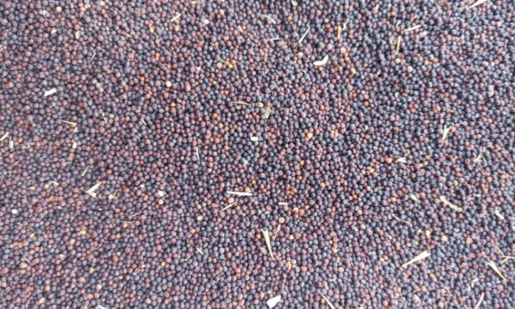 Закупаем Рапс Кременчуг - фото № 3