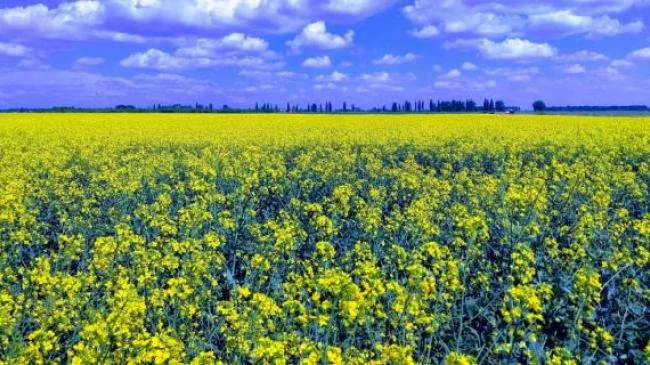 Куплю Рапс Дорого - фото № 1