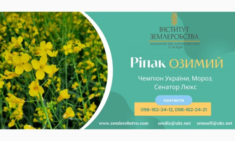 Реалізуємо насіння РІПАКУ ОЗИМОГО - Мороз, Сенатор Люкс, Чемпіон України - фото № 1