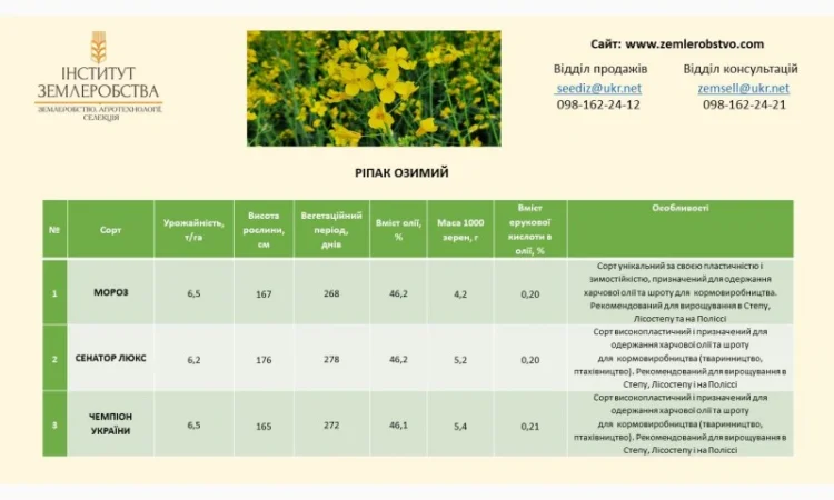 Реалізуємо насіння РІПАКУ ОЗИМОГО - Мороз, Сенатор Люкс, Чемпіон України - фото № 2
