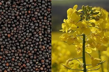 Куплю ріпак - фото № 1