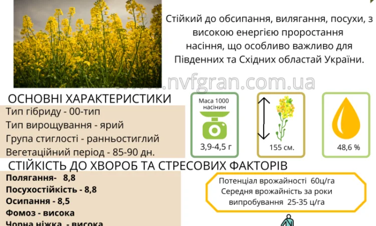 Насіння ЯРОГО ріпака - Раудіс (раундапостійкий) - фото № 1