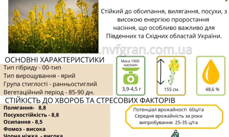 Насіння ЯРОГО ріпака - Раудіс (раундапостійкий) - фото № 1