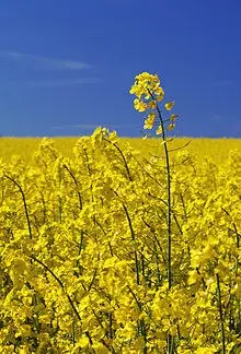Насіння ЯРОГО ріпака - Раудіс (раундапостійкий) - фото № 2