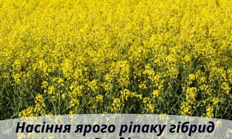 Насіння ЯРОГО ріпака - Раудіс (раундапостійкий) - фото № 3