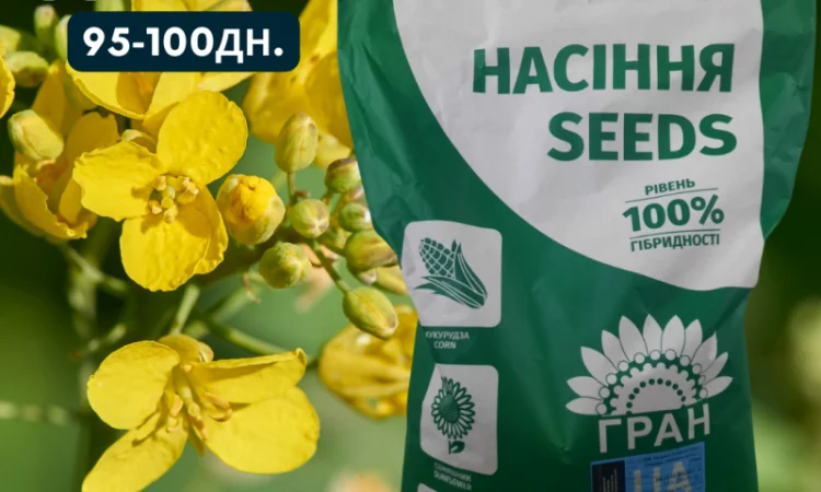 Яий Ріпак гібрид - ДАСТЕН 95-100дн. (КЛАСИКА) - фото № 1
