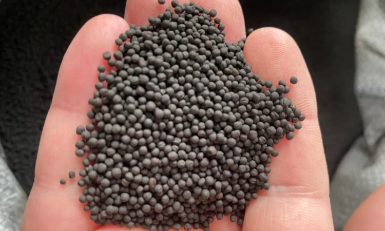 Продам Ріпак ярий під Раундап - фото № 1