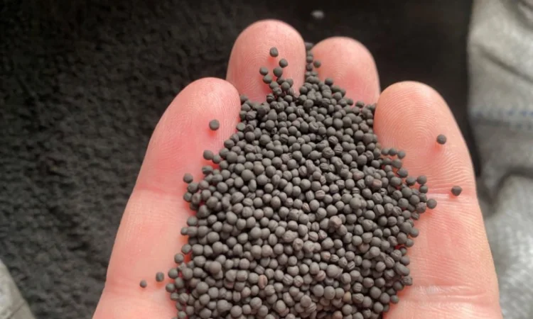 Продам Ріпак ярий під Раундап - фото № 2