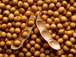 Покупаем сою Ф1/Ф2 по выгодным ценам - фото № 1