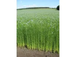 Льон довгунець Гладіатор - високорослий сорт - фото № 1