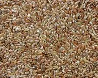 Семена льна БЛАКИТНО-ПОМАРАНЧЕВИЙ элита 1 репрод - фото № 1