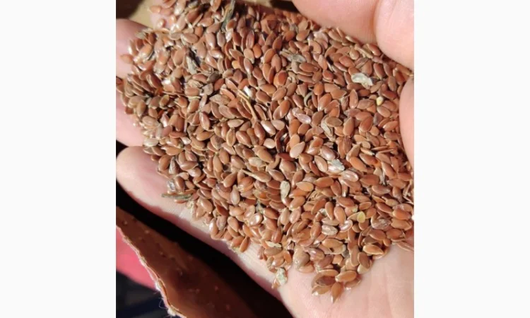 Продаж насіння льону Каолін від Laboulet (Франція) - фото № 1