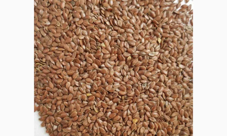 Насіння льону Бінго, сорт Lembke (Германия) - фото № 1