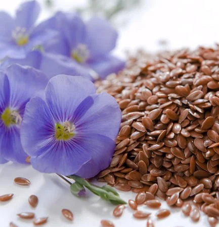 Семена льону олійного сорту 'Надійний' та 'Орфей' - фото № 1