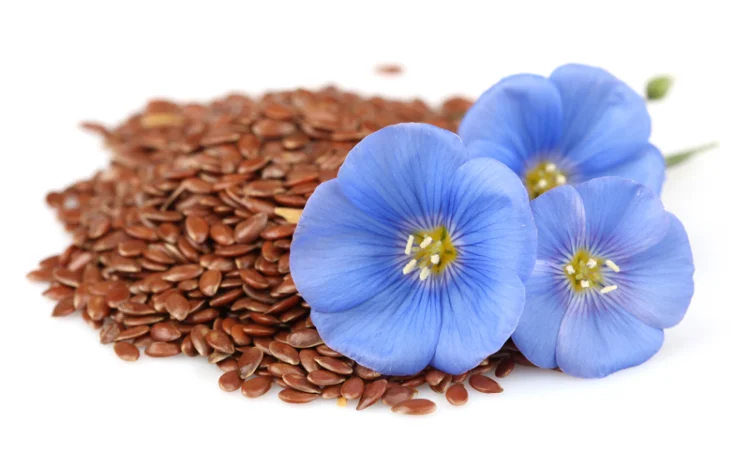 Cемена льна сорта Надёжный, Орфей, Версаль, Лирина, Голдберг (золотистый) - фото № 1