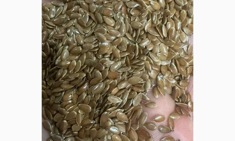 Продам лен коричневый, семечку сорт РОМ (с полоской) - фото № 1