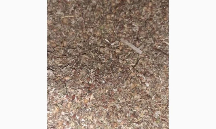 Отходы льна коричневого золотого в наличии - фото № 5