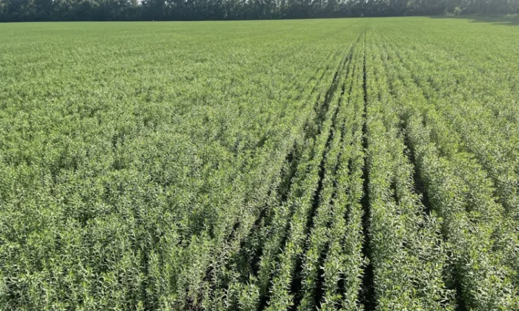 Насіння льону олійного Північна Зірка у продажу - фото № 3