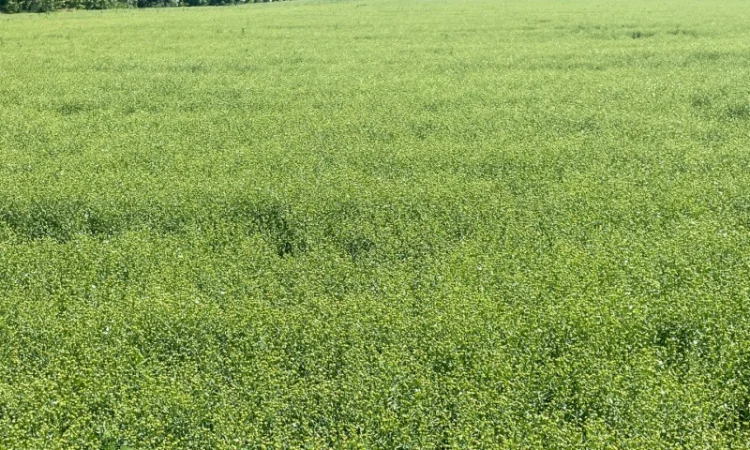 Насіння льону олійного Північна Зірка у продажу - фото № 4