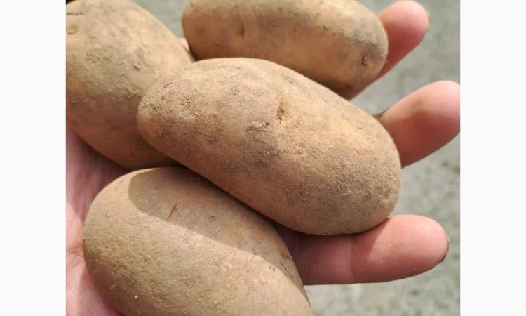 Покупаю коричневый лен в биг-бегах - фото № 1