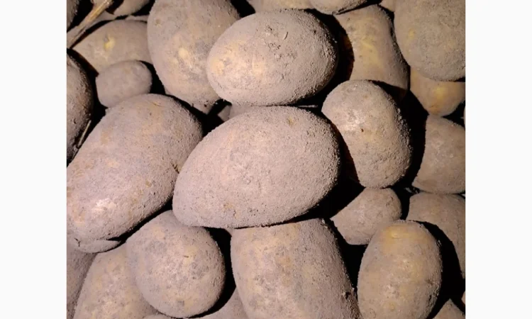 Покупаю коричневый лен в биг-бегах - фото № 2