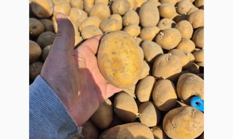 Куплю коричневый и золотистый лен - фото № 1