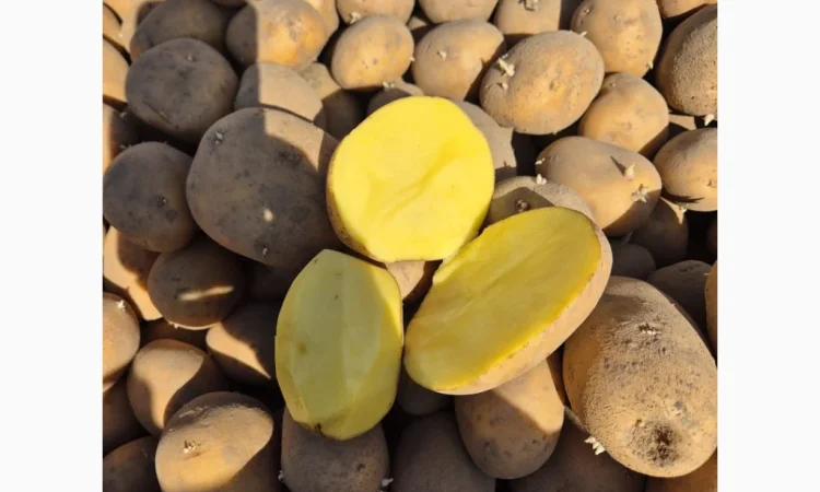 Куплю коричневый и золотистый лен - фото № 2