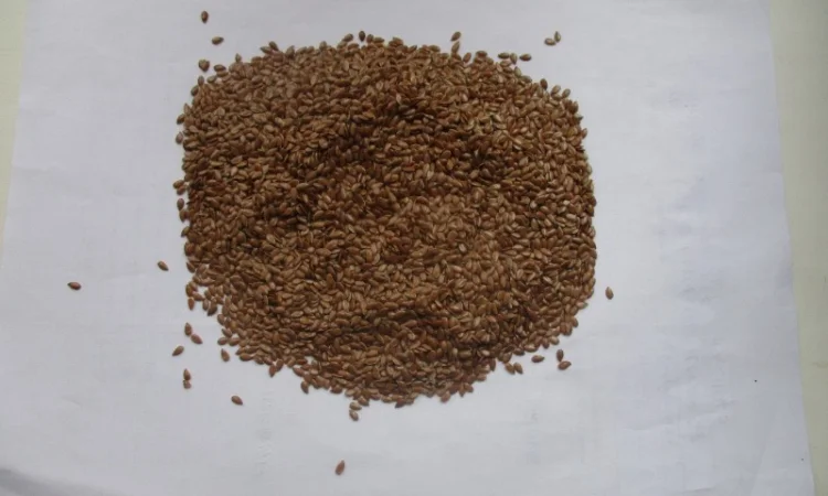 Продаж посівного матеріалу льону олійного - фото № 1