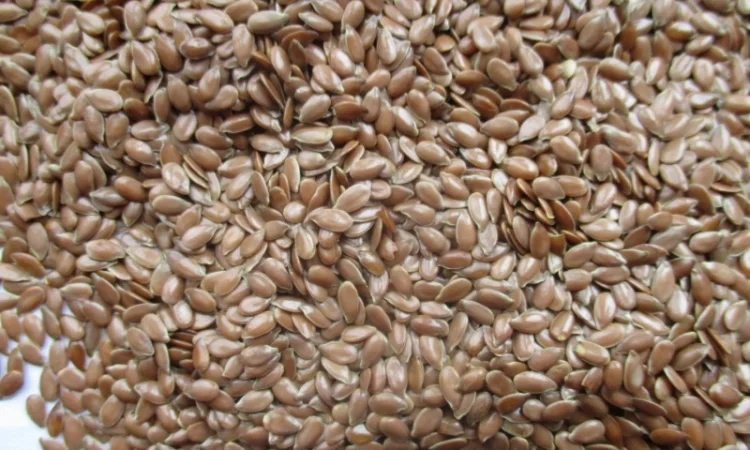 Продаж посівного матеріалу льону олійного - фото № 2