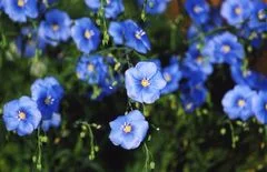 Пропонується насіння льону - сорт ОРФЕЙ - фото № 1