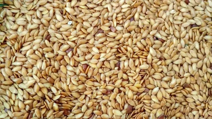 Продаж насіння льону сорту Золотистий - фото № 1