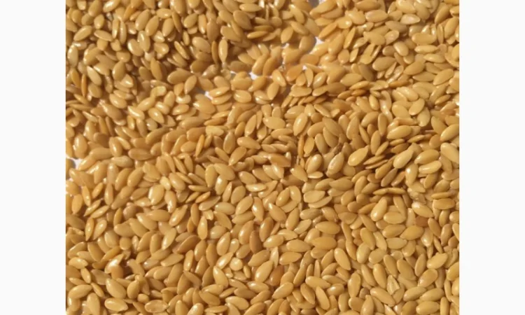 Лён золотой (белый, золотистый) 2024 - фото № 1