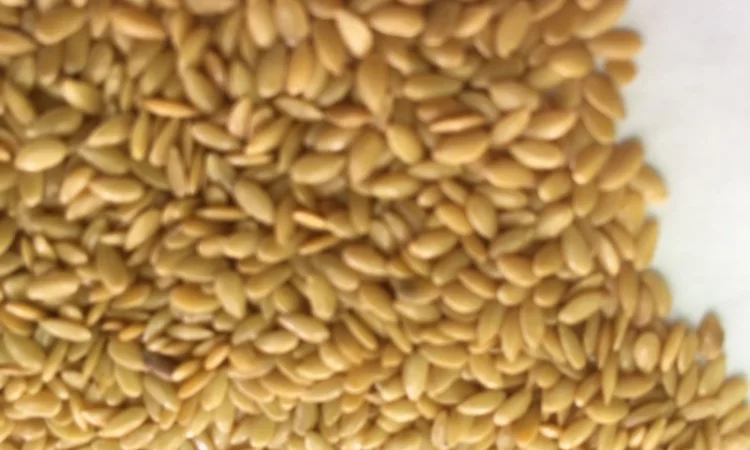 Лён золотой (белый, золотистый) 2024 - фото № 2