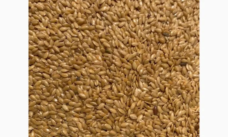 Куплю Лен Золотистый - фото № 1